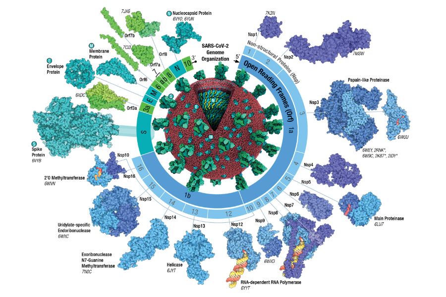 A schematic illustration of the SARS-CoV-2 viral particle in the centre. The surrounding arc depicts the genome organisation. Structural and non-structural viral proteins are coloured in green and blue shades, respectively