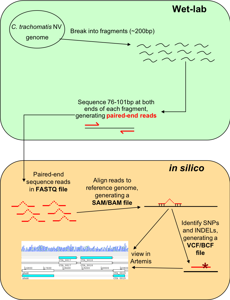 Resequencing workflow